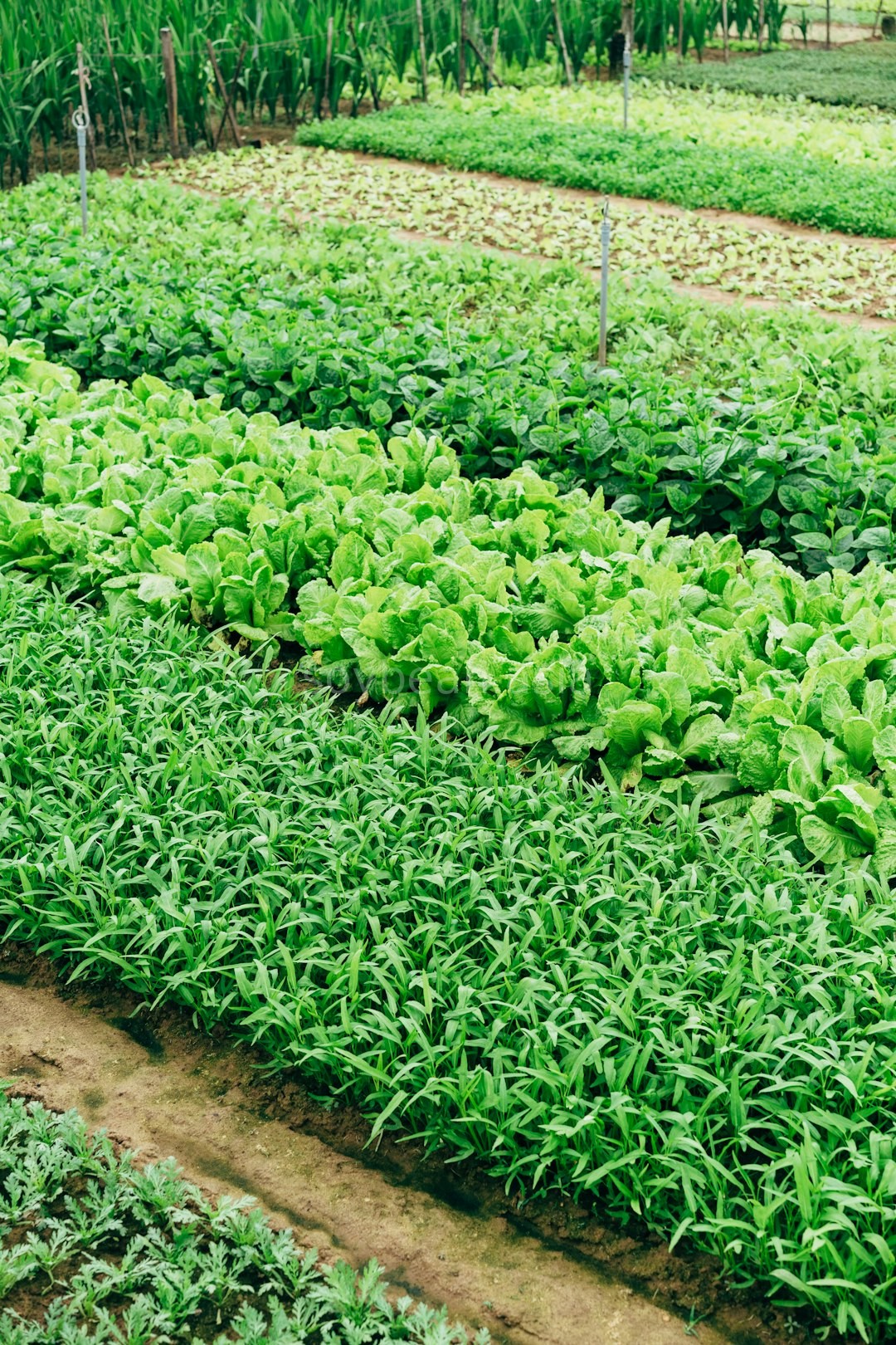 Farm Bundles